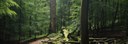 La forêt de Soignes 