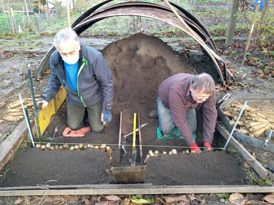 witloof planten